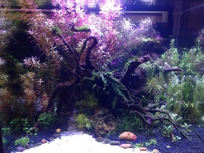 Custom Built Aquariums